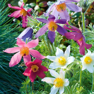 Pasqueflower Mixed - Early Decoration for Rockeries and Borders, Frost-Resistant - Pulsatilla vulgaris - Premium Seeds