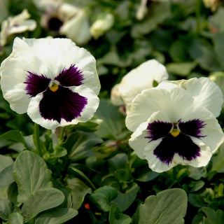 Stiefmütterchen - Silverbride - Zarte Eleganz Für Den Frühlingsbalkon - Viola ×wittrockiana
