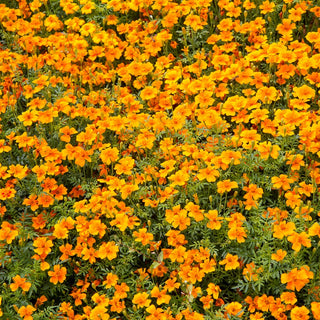 Schmalblättrige Studentenblume - Orange Gem - Leuchtend Orange Farbpracht - Tagetes tenuifolia