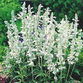Mehlsalbei - White Bedder - Dekorativ, Besonders Trockenheitsresistent - Salvia farinacea