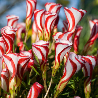 Oxalis - Versicolor - Oxalis - Miniaturknospe des Lichts - 2 Knollen