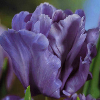 Papageientulpen - Blue Parrot - Tulipa - Auffälliger Akzent in Beeten - 5 Blumenzwiebeln