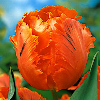 Tulpe - Orange Favourite - Tulipa - Außergewöhnliche Form, perfekter Akzent - 5 Blumenzwiebeln