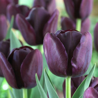 Tulpe - Queen of Night - Tulipa - Tiefer Farbton, Samtige Form - 5 Blumenzwiebeln