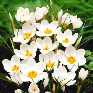 Krokus - Ard Schenk - Crocus - Frühjahrsbote - 10 Blumenzwiebeln