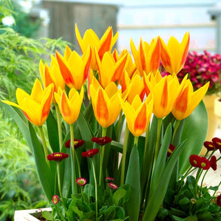 Tulpe - Giuseppe Verdi - Tulipa - Lebhafte Farben, die alle Blicke auf sich ziehen - 5 Blumenzwiebeln