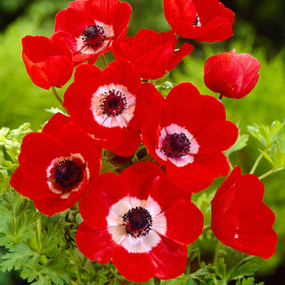 Anemone - Hollandia - Anemone - Intensiv Blau, Auffallend - 8 Blumenzwiebeln