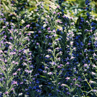 Natternkopf - Mischung - Natürlich Blühend Bis Zum Herbst - Echium plantagineum - Premium-Saatgut
