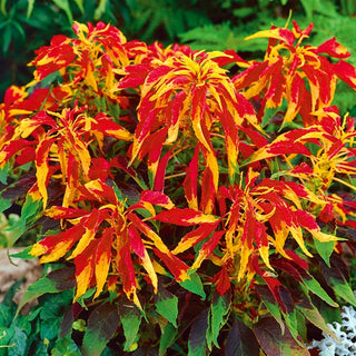Tampala - Extra Beautiful, Colourful Leaves Decorating the Garden Until Frost - Amaranthus tricolor - Premium Seeds