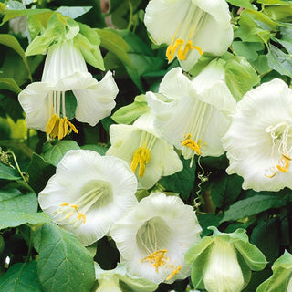 Cup-and-Saucer Vine White - Large Bell-Shaped Flowers, Beautifully Blooming and Decorative - Cobaea scandens - Premium Seeds