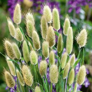 Bunny Tail - Extremely Ornamental, Fluffy Plumes - Lagurus ovatus - Premium Seeds