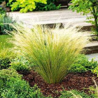 Mexican Feathergrass Pony Tails - Long and Airy Plumes, Extremely Decorative, Easy to Care For - Stipa tenuissima - Premium Seeds