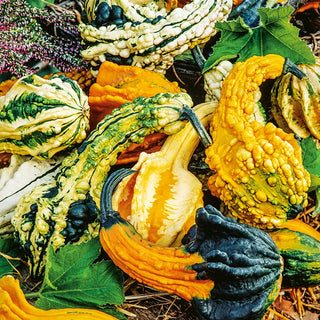 Ornamental Gourd Autumn Wings - Autumn Feast for the Eyes with Variety of Colours and Shapes - Premium Seeds