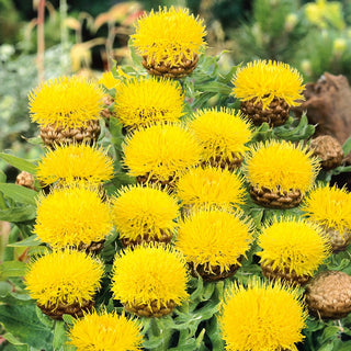 Giant Knapweed - Vigorous Perennial with Golden Charm - Centaurea macrocephala - Premium Seeds