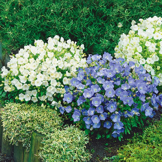 Tussock Bellflower Mixed - Delicate Flowers with Extraordinary Durability - Campanula carpatica - Premium Seeds