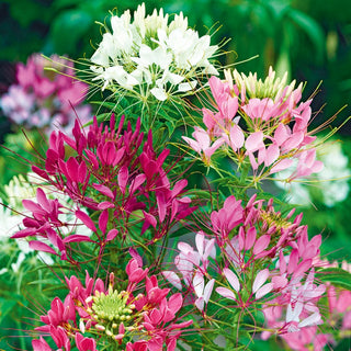 Spider Flower Mixed - Original Flower Clusters, Super Pretty and Exotic - Cleome hassleriana - Premium Seeds
