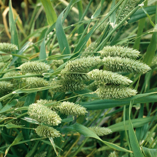 Canary Grass - Ornamental Grass, for Borders and Bouquets, Easy to Grow - Phalaris canariensis - Premium Seeds