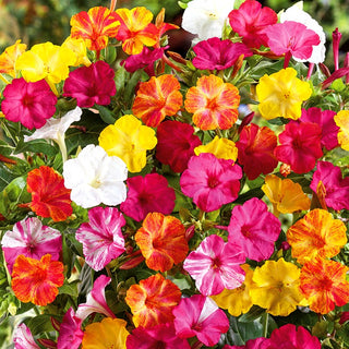 Four O'Clock - Trumpet-Shaped, Bright Flowers, Easy to Grow - Mirabilis jalapa - Premium Seeds