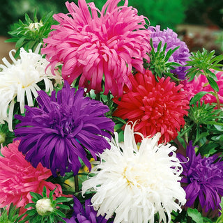 China Aster Ostrich Feather Mixed - Unique Composition of Colours and Shapes - Callistephus chinensis - Premium Seeds