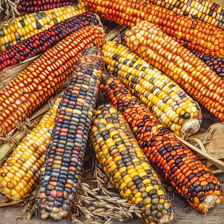 Ornamental Corn - Explosion of Colours, Extraordinary Multicoloured Cobs - Zea mays - Premium Seeds