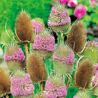 Wilde Karde - Perfekt Für Trockengestecke Und Kränze - Dipsacus fullonum - 100 g - Premium-Saatgut