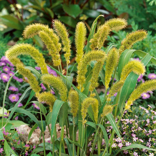 Large-Spike Bristlegrass - Showy Flower Spikes, Easy-to-Grow Ornamental Grass - Setaria macrostachya - Premium Seeds