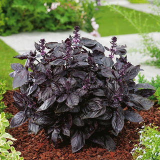 BIO Basilikum rotblättrig - Intensives Aroma, Edler Bordeaux-Farbton - Ocimum basilicum - Premium-Saatgut