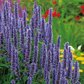 Agastache - Hardy, Blooms All Summer, Lavender and White Spikes - Agastache mexicana - Premium Seeds