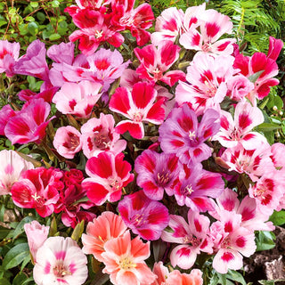 Godetia Mixed - Subtle, Colourful Flowers, Perfect for Flower Beds and Borders - Godetia grandiflora - Premium Seeds