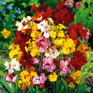 Biennial Wallflower Mixed - Multicoloured Flowers, Exceptionally Pretty, Strongly Fragrant - Cheiranthus cheiri - Premium Seeds