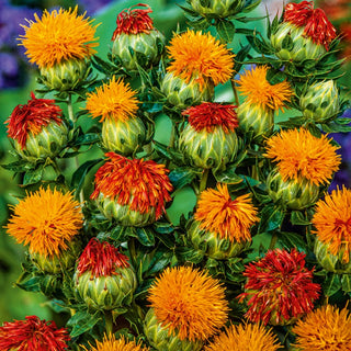Safflower - Sturdy Garden Ornament, Summer Flowering in Yellow Hues - Carthamus tinctorius - Premium Seeds