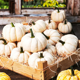 Ornamental Gourd Baby Boo - Creamy, Miniature Fruits, Climbing or Trailing, Decorative and Edible - Premium Seeds