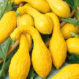 Ornamental Gourd Yellow Crookneck - Fancy Shape and Intense Colour - Premium Seeds