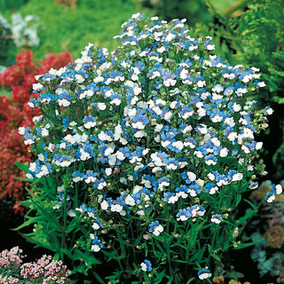 Nemesia Blue & White - Intense Flowering, Abundance of Flowers Throughout the Season - Nemesia strumosa - Premium Seeds