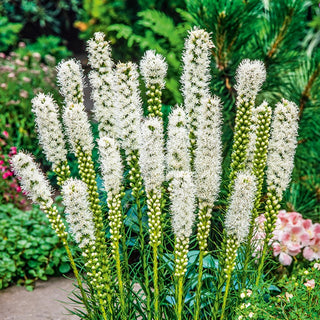 Gayfeather White - Fluffy Flower Clusters, Frost-Resistant, Ornament for Borders and Bouquets - Liatris spicata - Premium Seeds