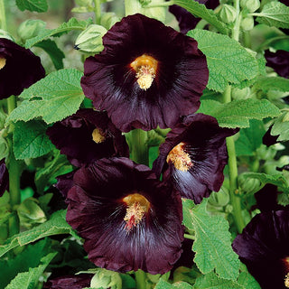 Hollyhock Black - Tall, Profusely Flowering, Frost-Resistant - Alcea rosea var. nigra - Premium Seeds