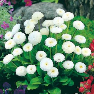 Pomponette Daisy White - Extra Beautiful, Full Flower Clusters of Unmatched Beauty - Bellis perennis - Premium Seeds