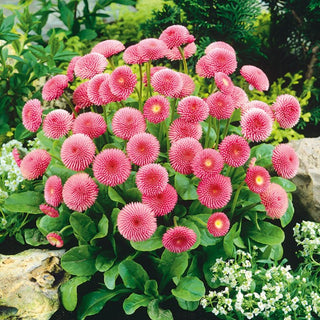 Pomponette Daisy Pink - Exceptionally Pretty Flowers for Borders and Rockeries - Bellis perennis - Premium Seeds