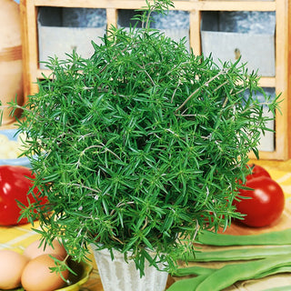 Summer Savory - Spicy Aroma, Easy to Grow, Quick Harvest - Satureja hortensis - Premium Seeds