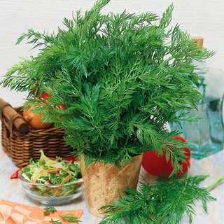 Caraway - 100% Natural Resistance, Indispensable Kitchen Spice - Carum carvi - Premium Seeds