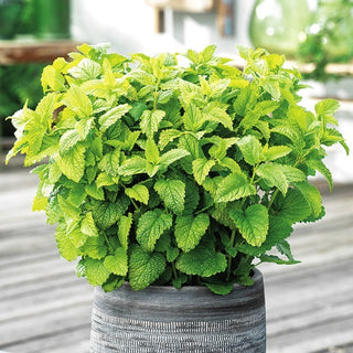 BIO Zitronenmelisse - Natürlicher Stresslinderer Im Topf - Melissa officinalis - Premium-Saatgut