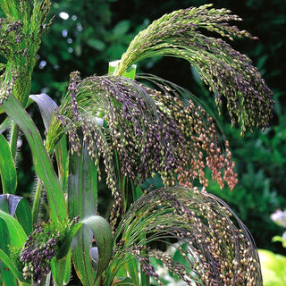 Violet Panic Grass - Ornamental Plumes, Ideal for Borders, Height up to 100 cm - Panicum violaceum - Premium Seeds