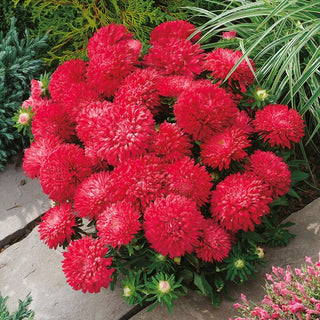 Dwarf Aster Milady Scarlet - Extremely Striking Blooming Throughout the Summer - Callistephus chinensis - Premium Seeds