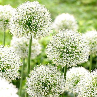 Zierlauch - Mount Everest - Allium - Imposanter Weißer Riese
