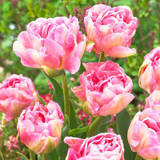 Tulpe - Angelique - Tulipa - Eleganz in Pastelltönen - 5 Blumenzwiebeln