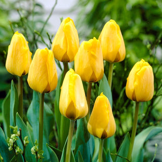 Tulpe - Golden Apeldoorn - Tulipa - Zarter Duft und beeindruckende Farben - 5 Blumenzwiebeln