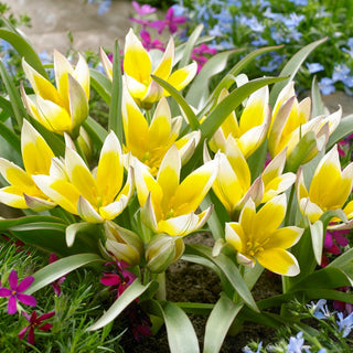 Tulpe - Tarda - Tulipa - Früher, zuverlässiger Frühlingsbote - 5 Blumenzwiebeln