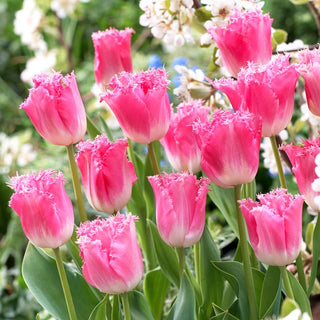 Tulpe - Fancy Frills - Tulipa - Zartrosa, langlebiger Frühlingszauber - 5 Blumenzwiebeln
