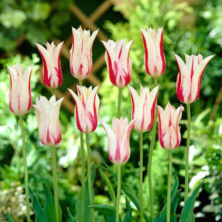 Tulpe - Marilyn - Tulipa - Moderne Tulpe für Arrangements - 5 Blumenzwiebeln