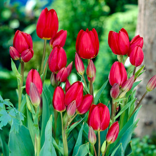 Tulpe - Red Georgette - Tulipa - Papageiensorte, gewellte Blütenblätter - 5 Blumenzwiebeln